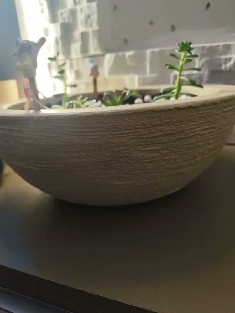 foto de 2 Vasos Bacia Planta Rosa Do Deserto Suculenta Cacto Cuia N2