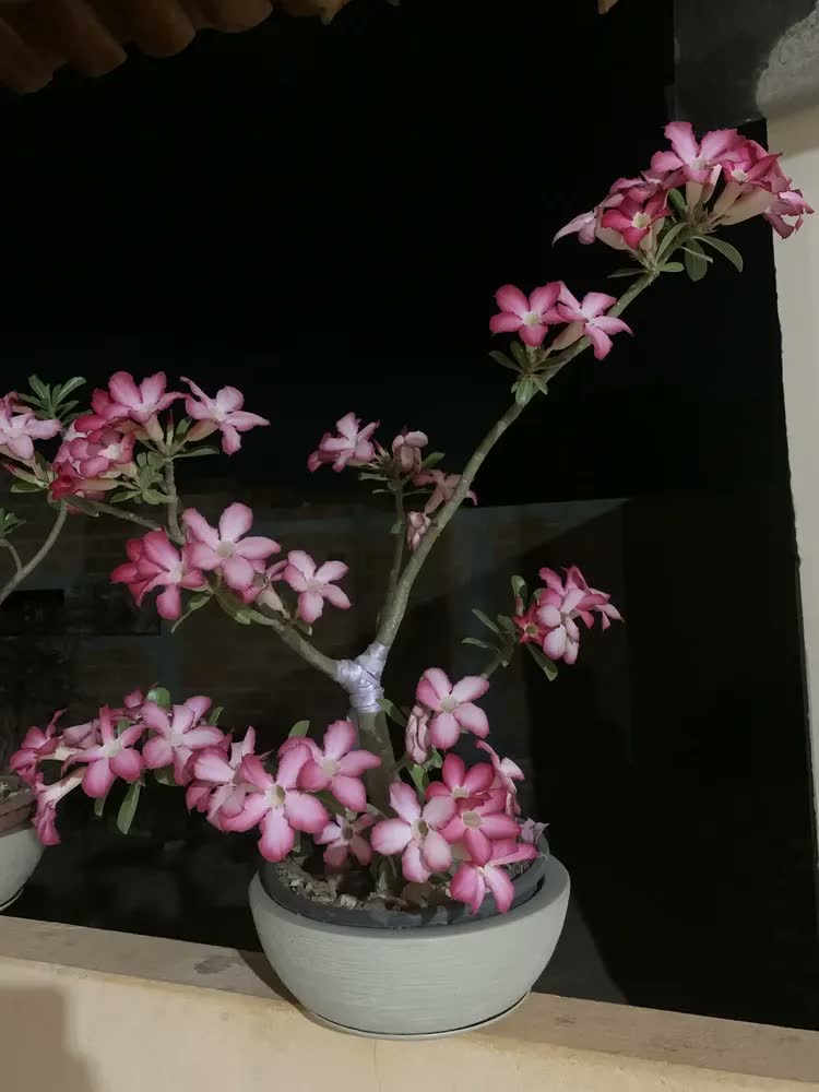 foto de 2 Vasos Bacia Planta Rosa Do Deserto Suculenta Cacto Cuia N2