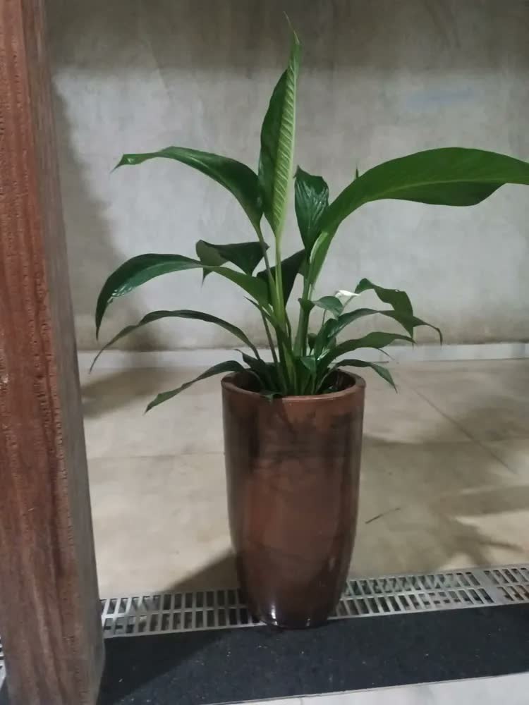 foto de Vaso Grande Liso Polietileno P/plantas Luxo Jardim Varanda