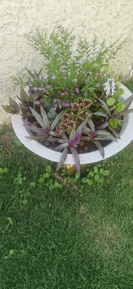 foto de Vaso De Planta Bacia Polietileno Rosa Do Deserto Suculentas