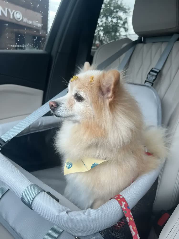 foto de Bolsa De Transporte Pet - Tam. M - Passeios - Viagens Cor Rosa