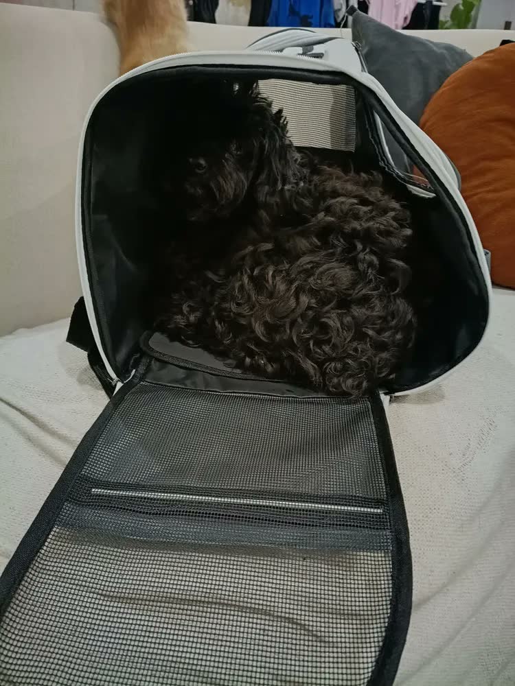 foto de Bolsa Mochila Transporte Gato Pet Animais Estimaçao Passeio