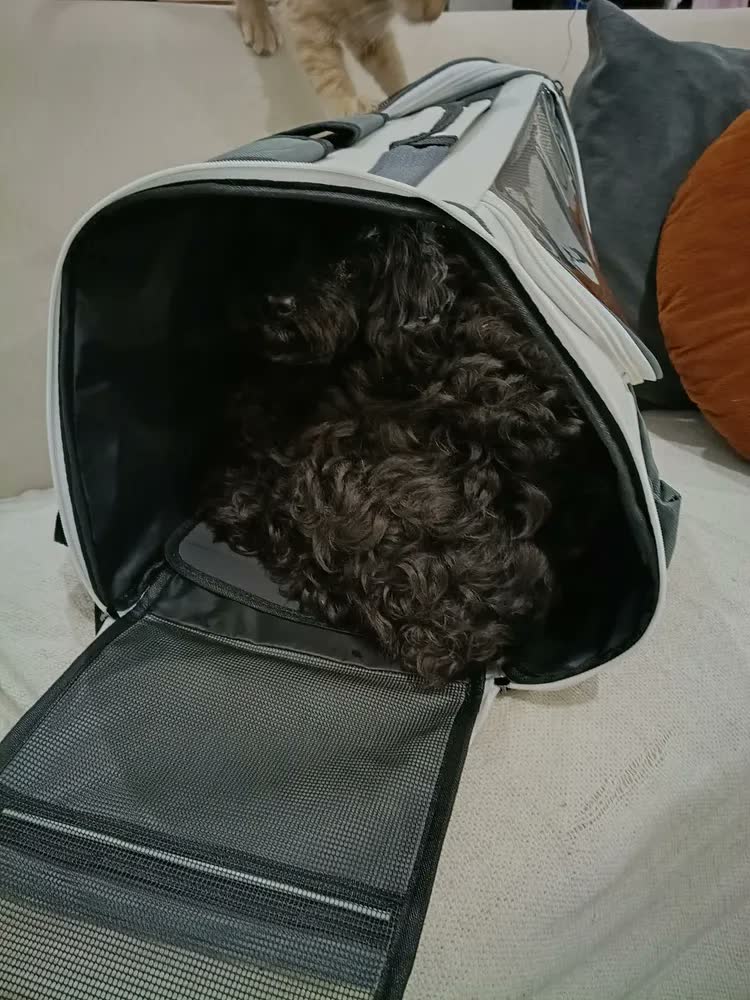 foto de Bolsa Mochila Transporte Gato Pet Animais Estimaçao Passeio