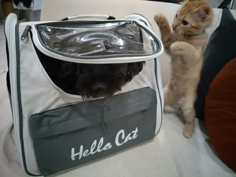 foto de Bolsa Mochila Transporte Gato Pet Animais Estimaçao Passeio