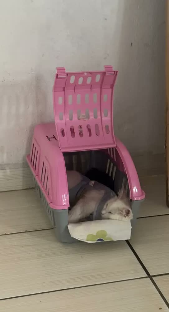foto de Caixa de Transporte Pet Azul 41cm para Cães e Gatos Leve, Segura e Prática