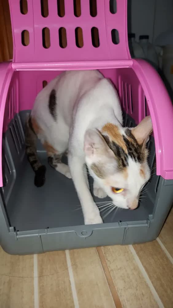 foto de Caixa de Transporte Pet Azul 41cm para Cães e Gatos Leve, Segura e Prática