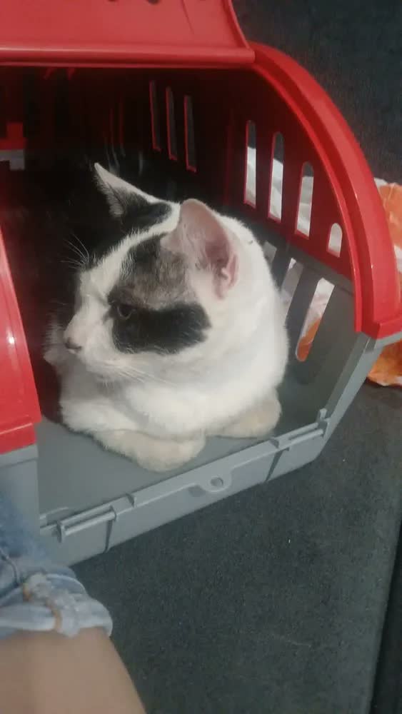 foto de Caixa De Transporte Para Cães E Gatos Color Four Plastic Cor Vermelho