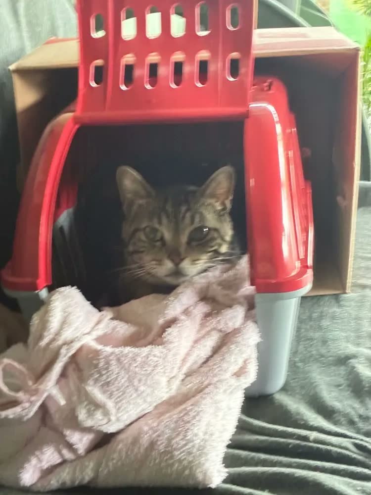 foto de Caixa De Transporte Para Cães E Gatos Color Four Plastic Cor Vermelho