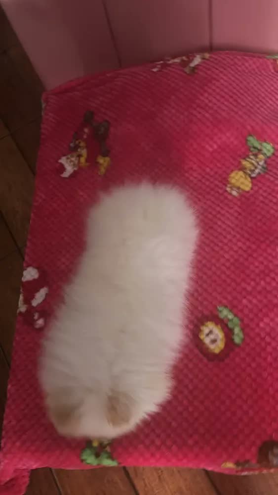 foto de Cama Pet Box 80cm Rosa Barbie Frete Grátis