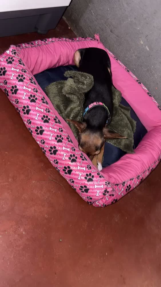 foto de Cama Pet Impermeável Rosa/azul Pequena 45x45cm Cães E Gatos