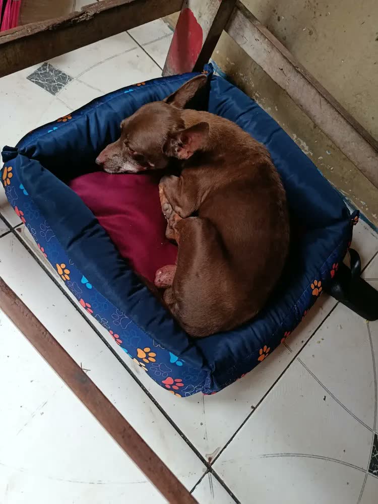 foto de Cama Pet Impermeável Rosa/azul Pequena 45x45cm Cães E Gatos
