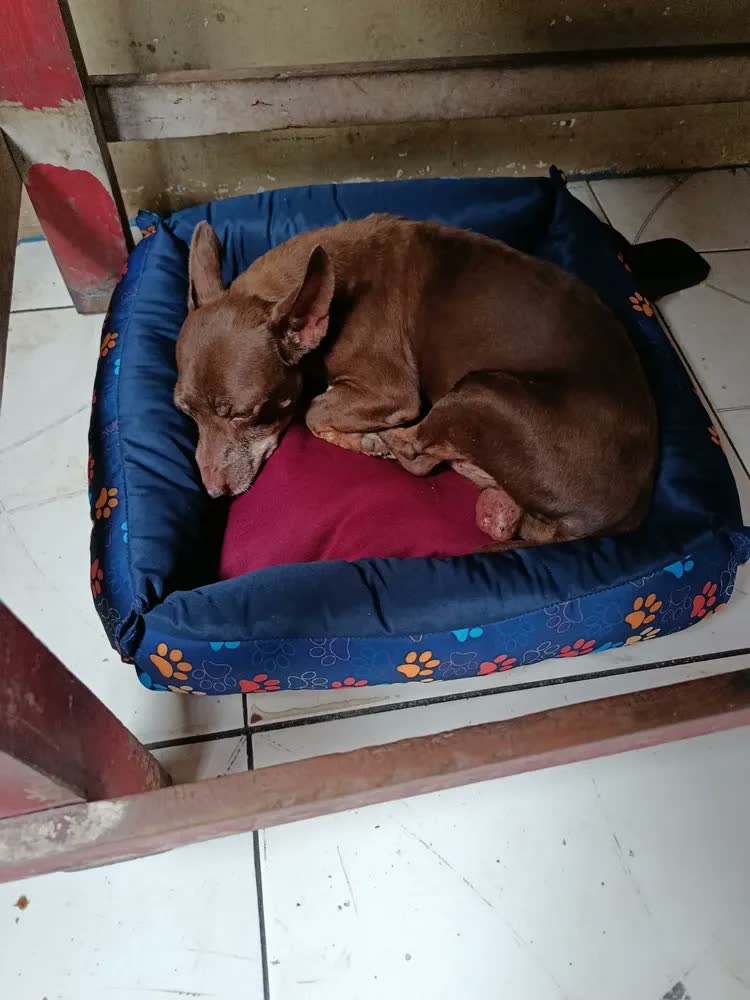 foto de Cama Pet Impermeável Rosa/azul Pequena 45x45cm Cães E Gatos