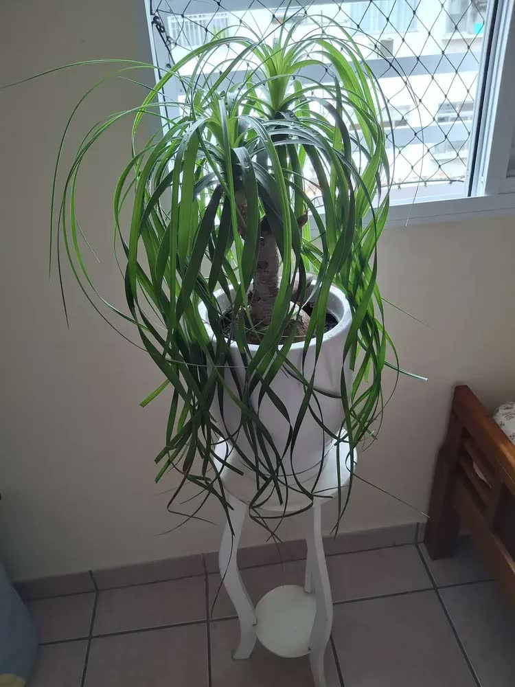 foto de Vaso Redondo Polietileno Planta Cone Bojo Marmorizado Jardim
