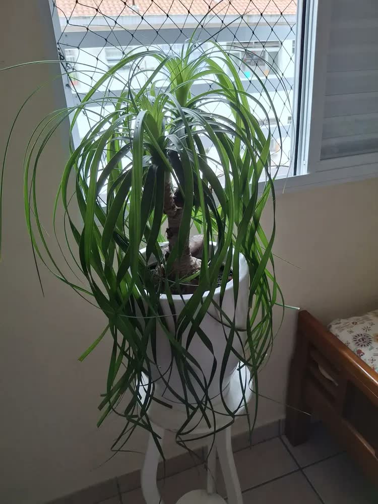 foto de Vaso Redondo Polietileno Planta Cone Bojo Marmorizado Jardim