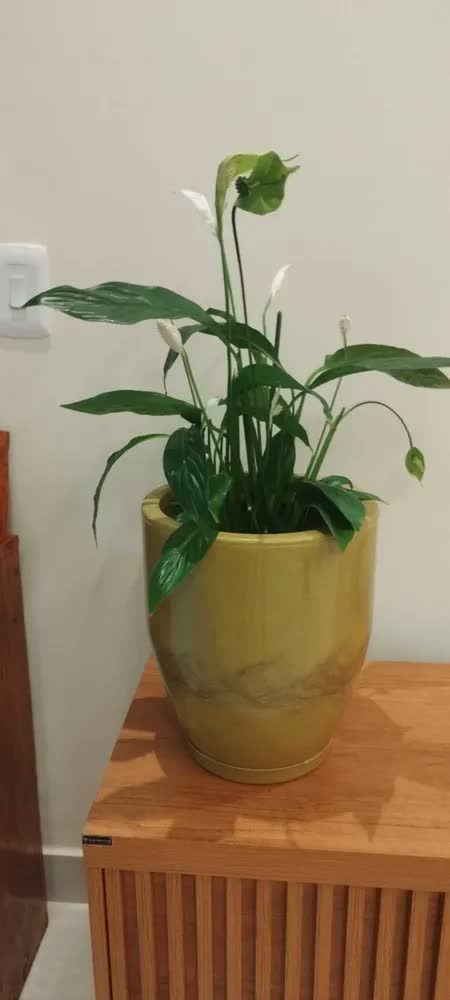 foto de Vaso Redondo Polietileno Planta Cone Bojo Marmorizado Jardim
