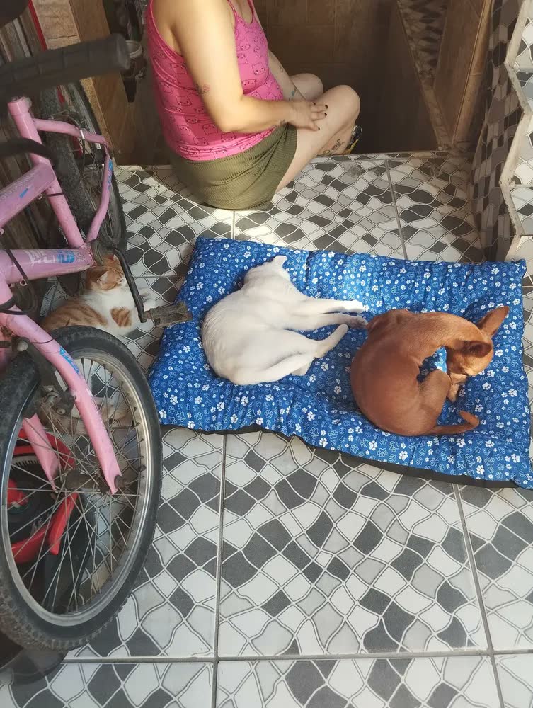 foto de Caminha Pet GG Gorgurinho Rosa 90x63cm Para Cães e Gatos Grandes