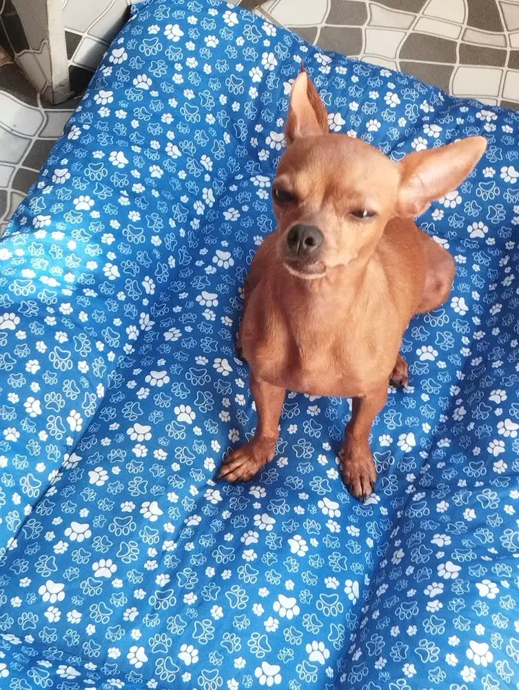 foto de Caminha Pet GG Gorgurinho Rosa 90x63cm Para Cães e Gatos Grandes