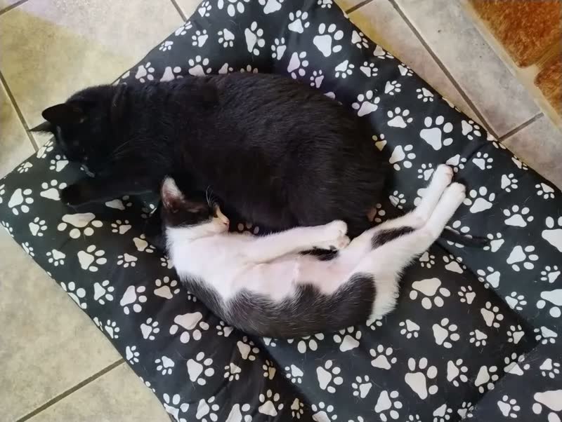 foto de Caminha Pet GG Gorgurinho Rosa 90x63cm Para Cães e Gatos Grandes