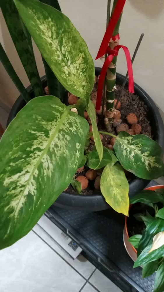 foto de Vaso Planta 8l  Com Prato Decorativo Grande Anti Dengue