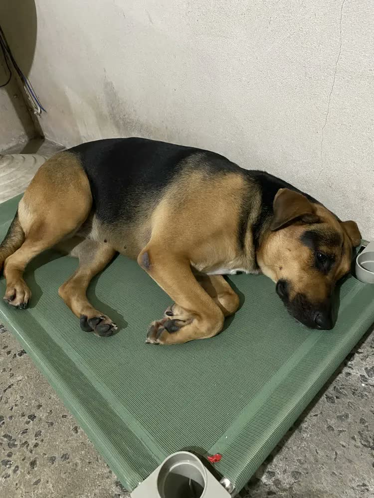 foto de Cama Suspensa Pet Grande Acrimet 101x61 Rosa Impermeável Lavável