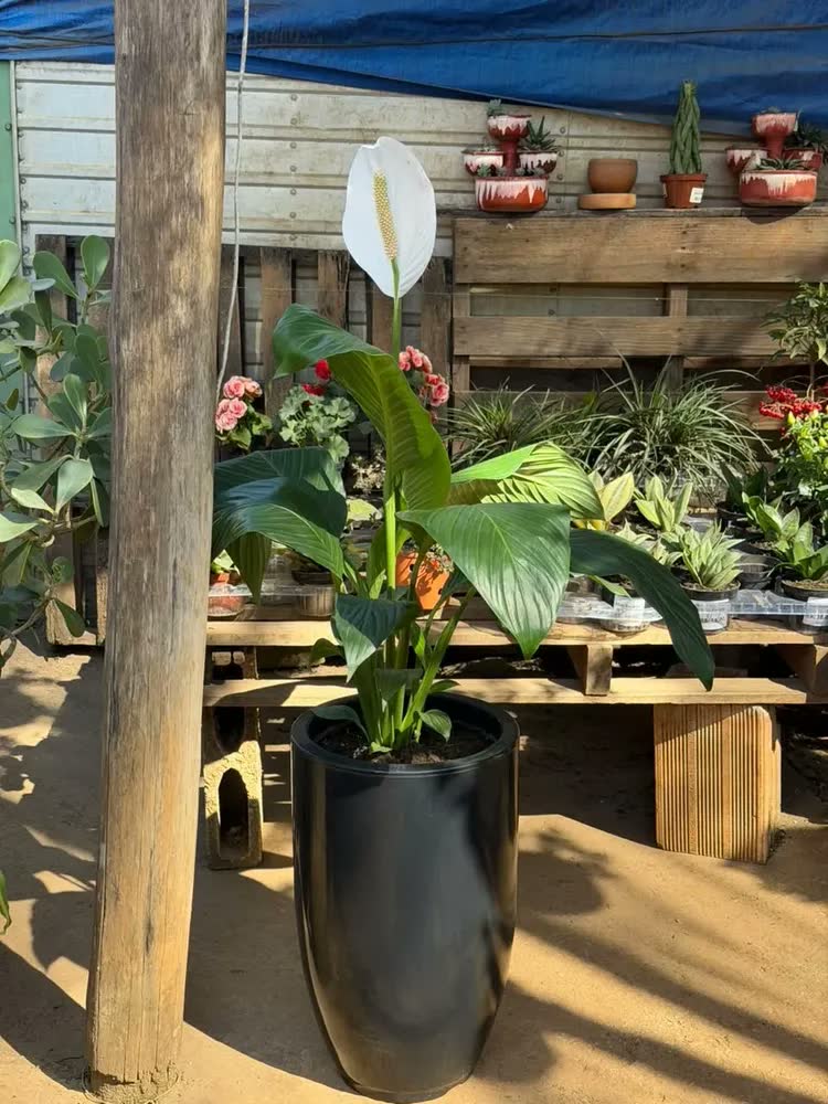foto de Vaso Grande Polietileno Planta Liso Decorativo Jardim Varand
