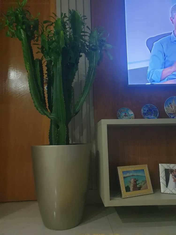 foto de Vaso Planta Fibra De Vidro Vitrificado Vietnamita 50cm Roma