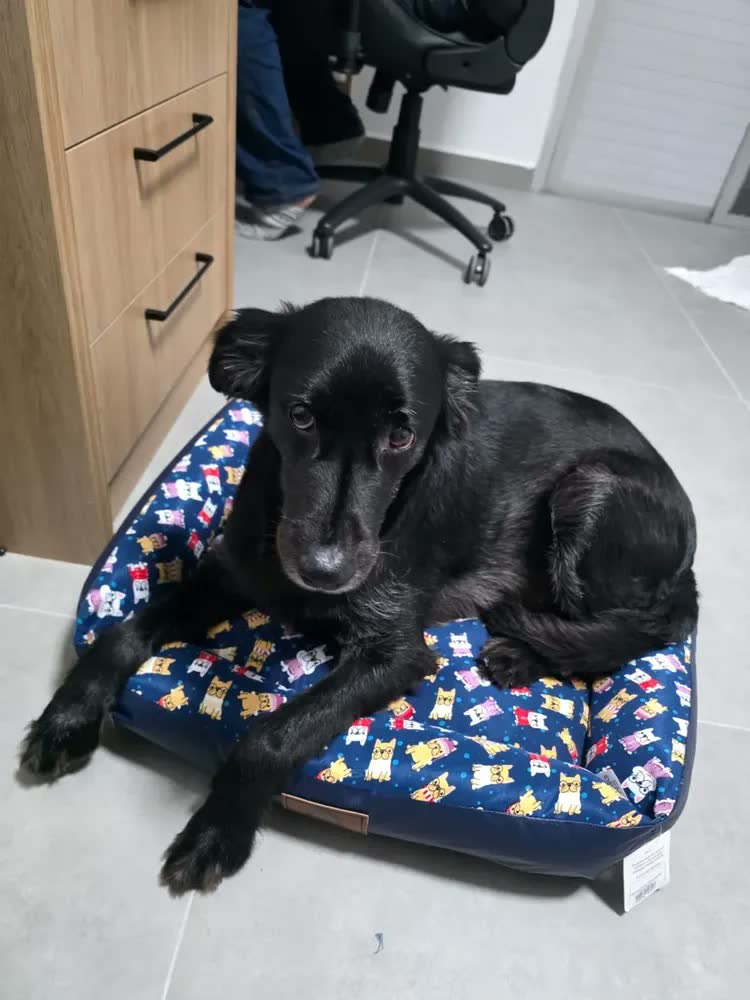 foto de Cama Pet Caminha Para Cães Gato Quadrada Impermeável Lavável
