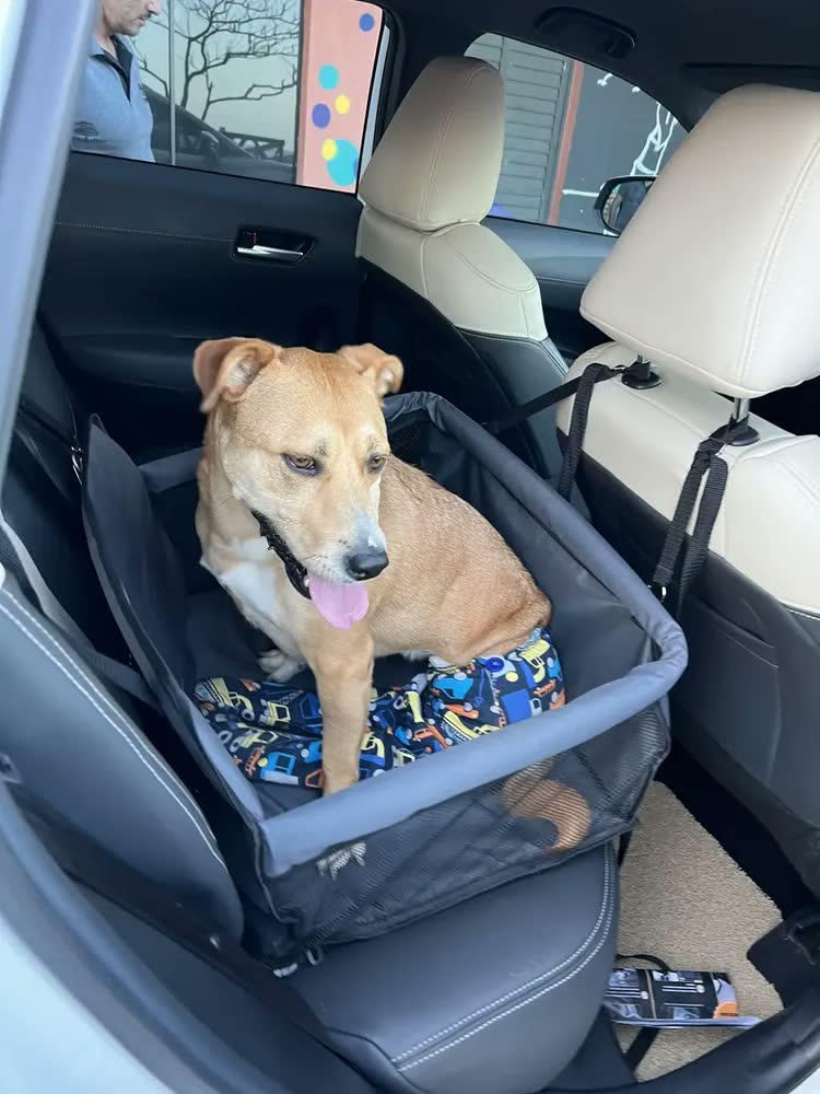 foto de Bolsa Transporte Carro Para Dois Pets Cães Dupla Grande Preto