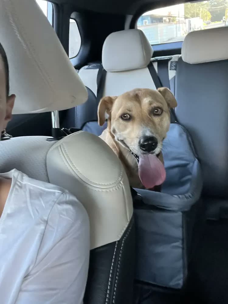 foto de Bolsa Transporte Carro Para Dois Pets Cães Dupla Grande Preto