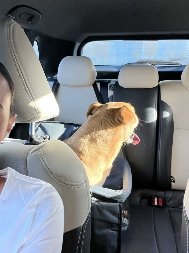 foto de Bolsa Transporte Carro Para Dois Pets Cães Dupla Grande Preto