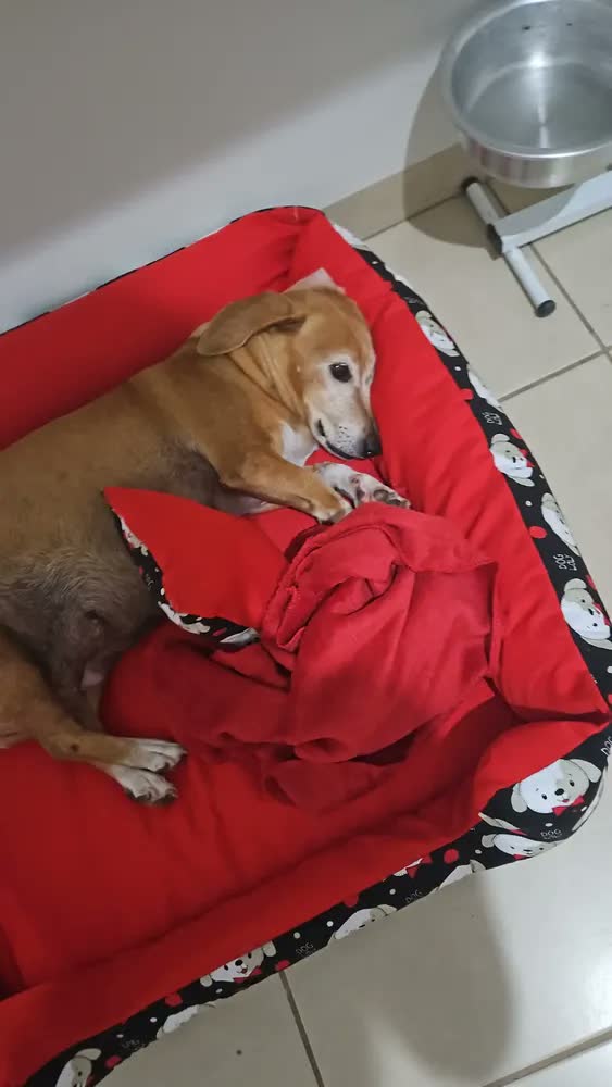 foto de Cama para Cachorro Grande 70x70 cm com Manta e Almofada idal para pet com até 18 kg Azul-marinho