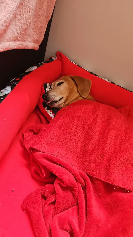 foto de Cama para Cachorro Grande 70x70 cm com Manta e Almofada idal para pet com até 18 kg Azul-marinho