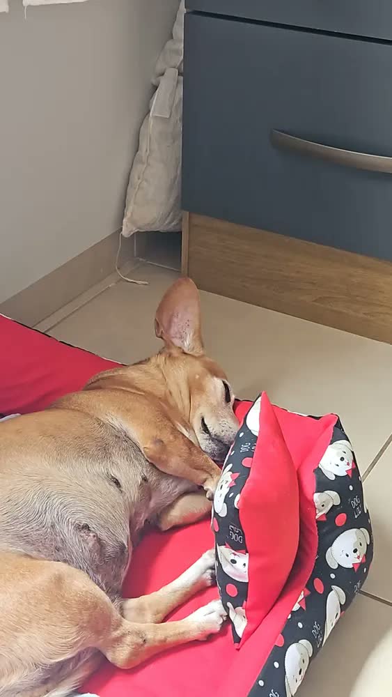 foto de Cama para Cachorro Grande 70x70 cm com Manta e Almofada idal para pet com até 18 kg Azul-marinho