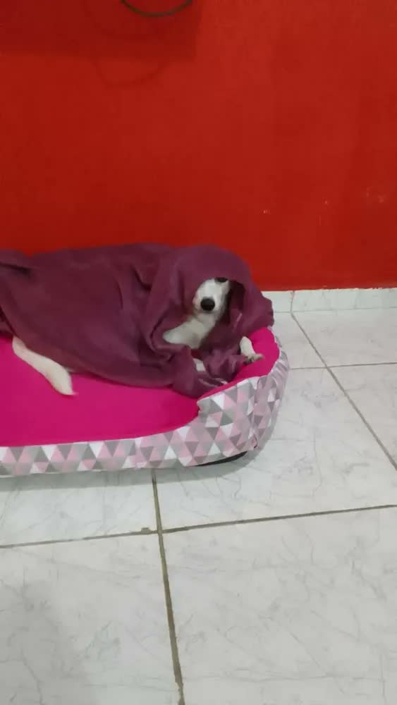 foto de Cama Berço para Cachorro Grande 70x70cm Gv Enxovais Pet com Manta Vinho