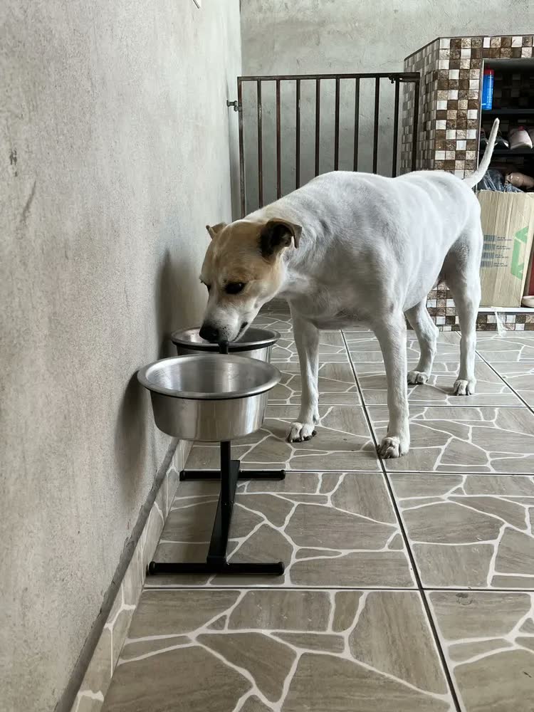 foto de Petliz Comedouro Duplo Regulável Alumínio para Cães Grandes Antiderrapante Preto