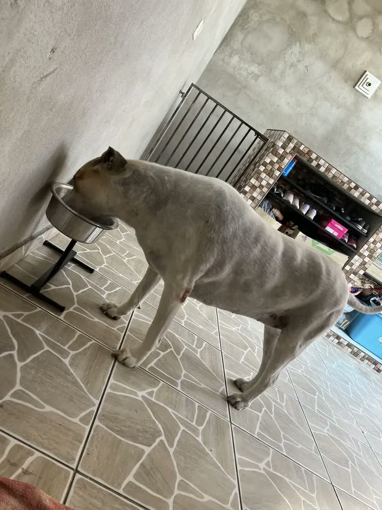 foto de Petliz Comedouro Duplo Regulável Alumínio para Cães Grandes Antiderrapante Preto