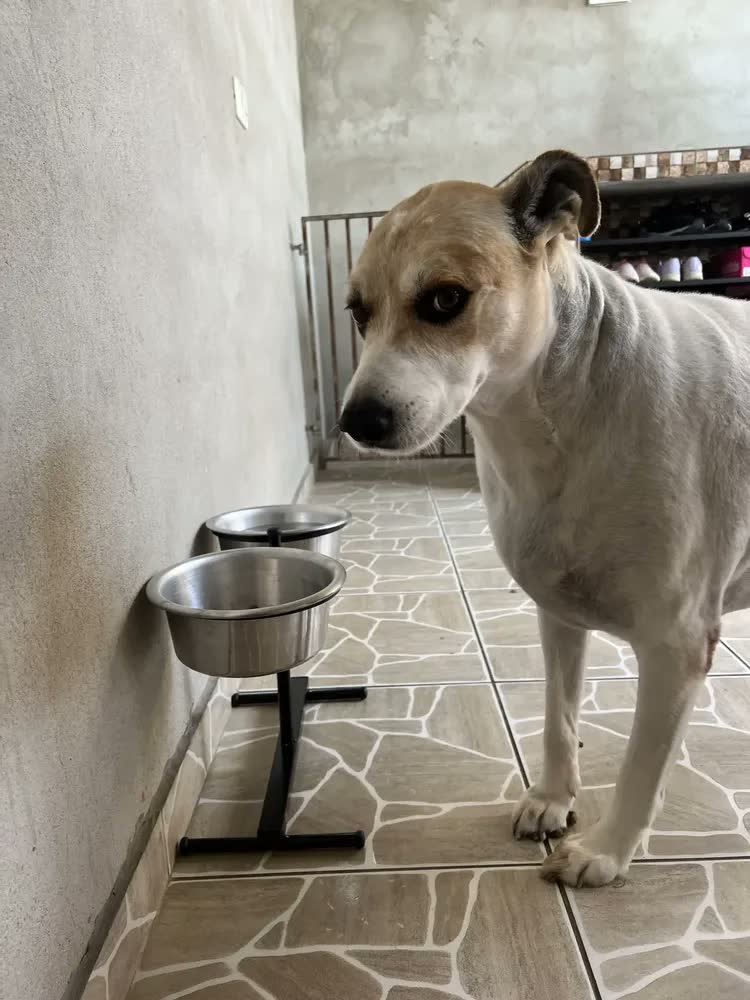 foto de Petliz Comedouro Duplo Regulável Alumínio para Cães Grandes Antiderrapante Preto