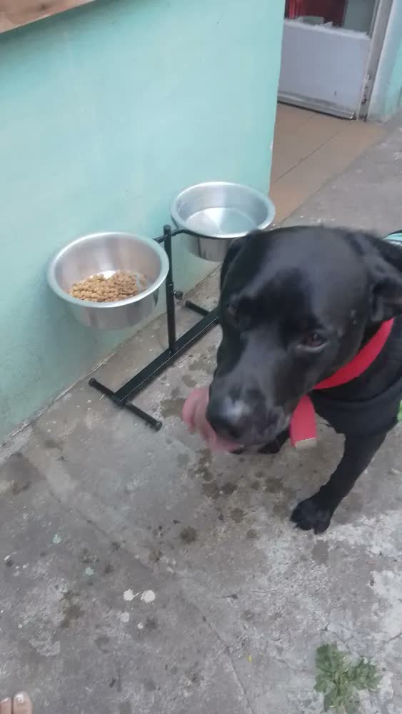 foto de Petliz Comedouro Duplo Regulável Alumínio para Cães Grandes Antiderrapante Preto