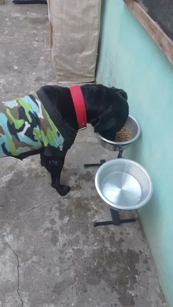 foto de Petliz Comedouro Duplo Regulável Alumínio para Cães Grandes Antiderrapante Preto