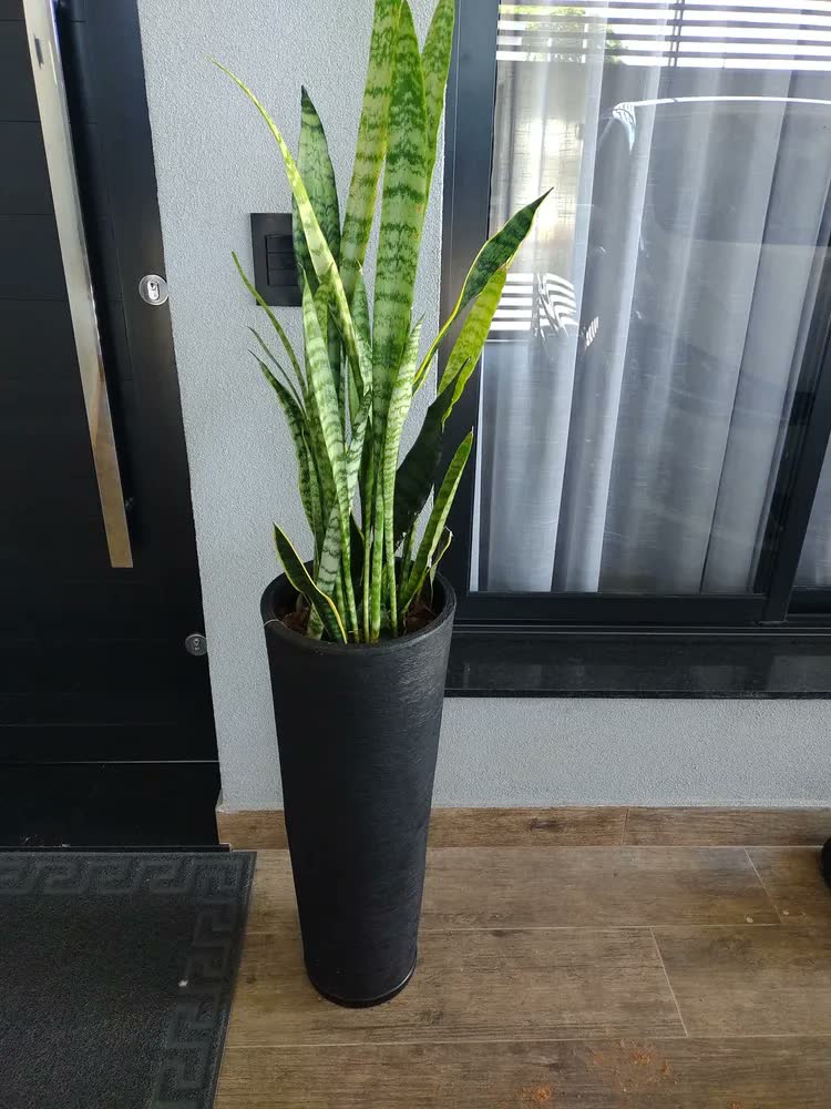 foto de Vaso Planta Grande Alto 71cm Coluna Ibiza Luxo Sala Jardim