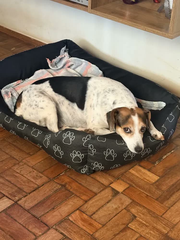 foto de Caminha Pet Grande 70x50 G Impermeável Cães Gatos Com Zíper