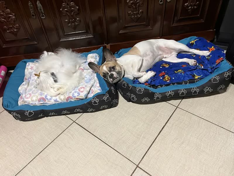 foto de Caminha Pet Grande 70x50 G Impermeável Cães Gatos Com Zíper