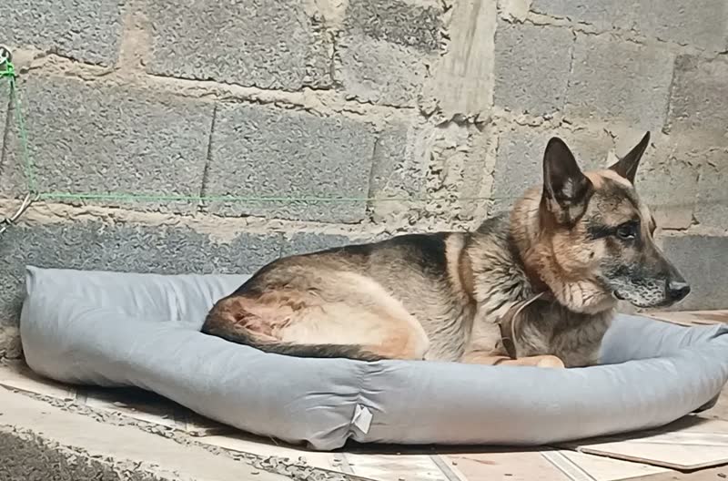 foto de Caminha Pet De Cachorro Extra Grande Fundo Impermeável