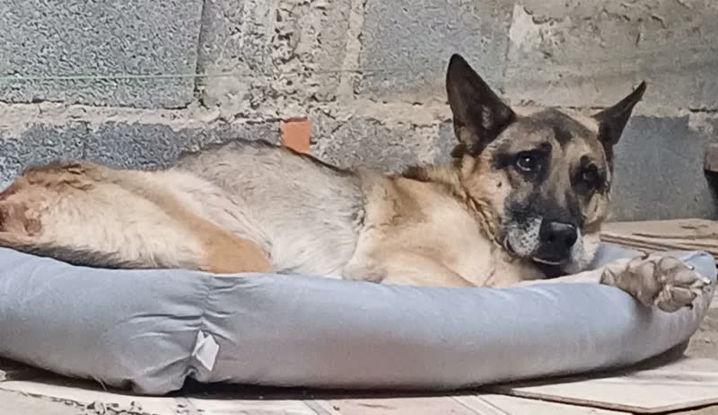 foto de Caminha Pet De Cachorro Extra Grande Fundo Impermeável