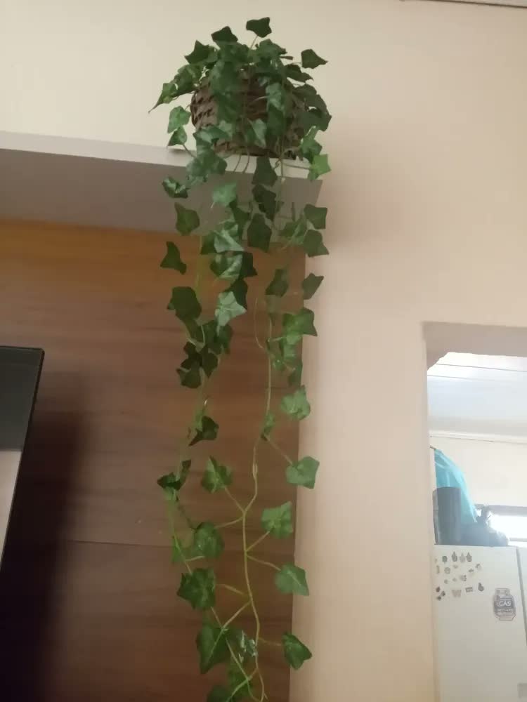 foto de Hera Pendente Verde com Vaso Incluído Bella Nil Seda 90cm Fixada com Argila e Musgo