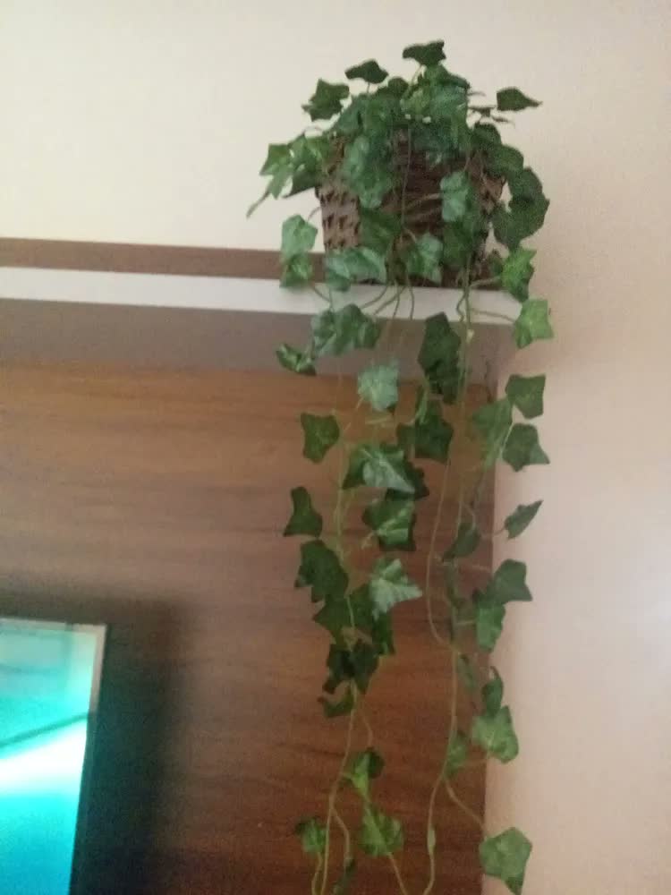 foto de Hera Pendente Verde com Vaso Incluído Bella Nil Seda 90cm Fixada com Argila e Musgo