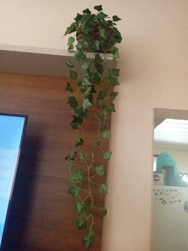 foto de Hera Pendente Verde com Vaso Incluído Bella Nil Seda 90cm Fixada com Argila e Musgo