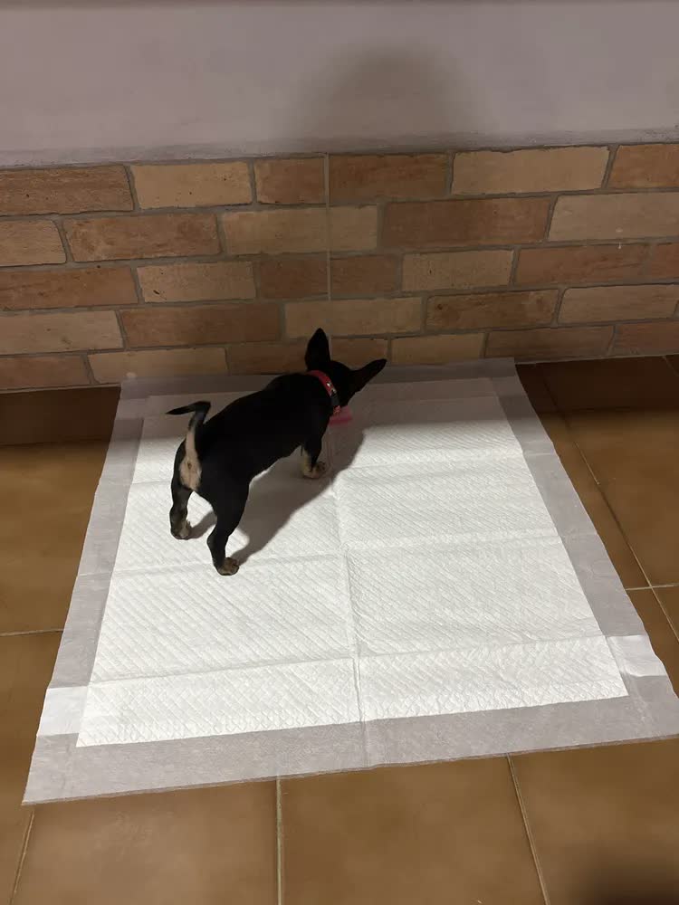 foto de Tapete Higiênico Pet 50 Unidades 60x60 Descartável Cão Gato