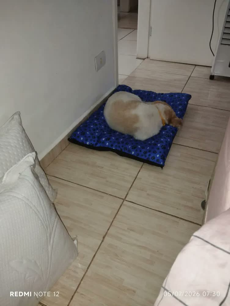 foto de Cama Pet Colchonete Grande Para Cães E Gatos Poliéster