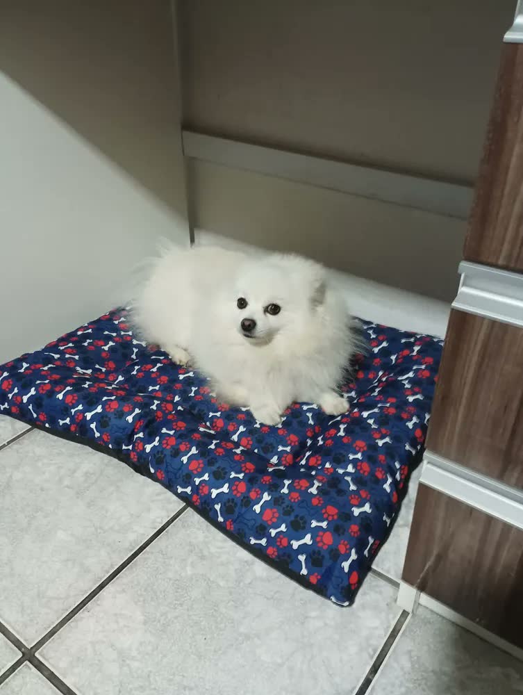 foto de Cama Pet Colchonete Grande Para Cães E Gatos Poliéster